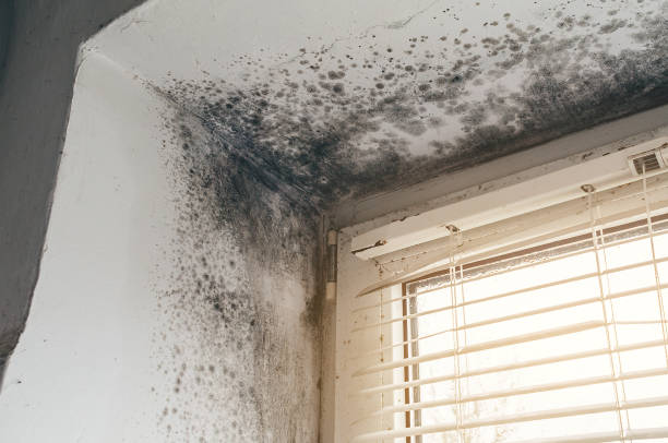 Affordable Mold Cleanup solutions in Ashland, PA