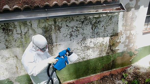 Top rated local Mold Cleanup specialists in Ashland, PA